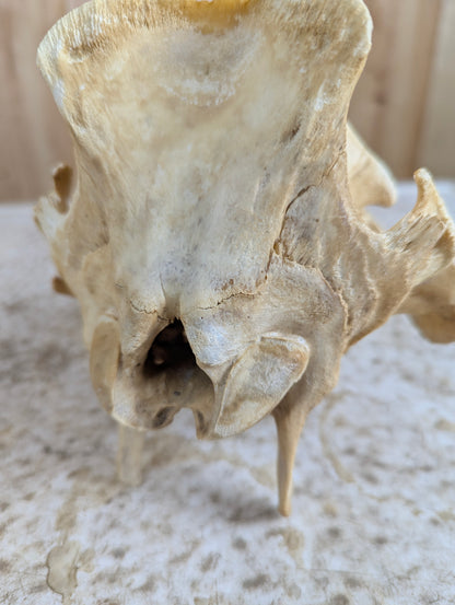 Authentic Pig Skull - view 9