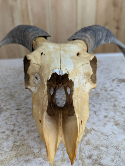 Icelandic Sheep Skull - view 2
