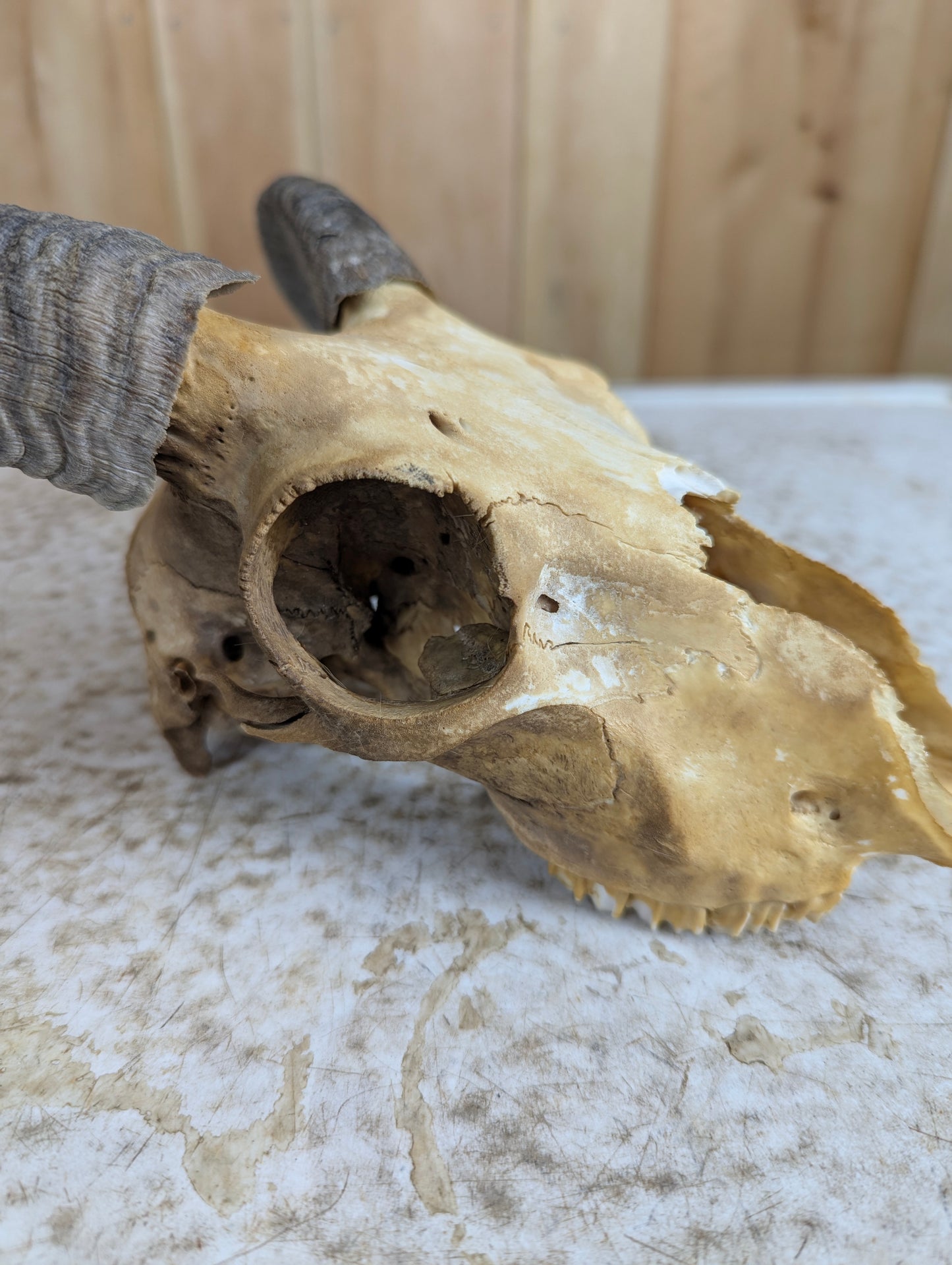 Icelandic Sheep Skull - view 3