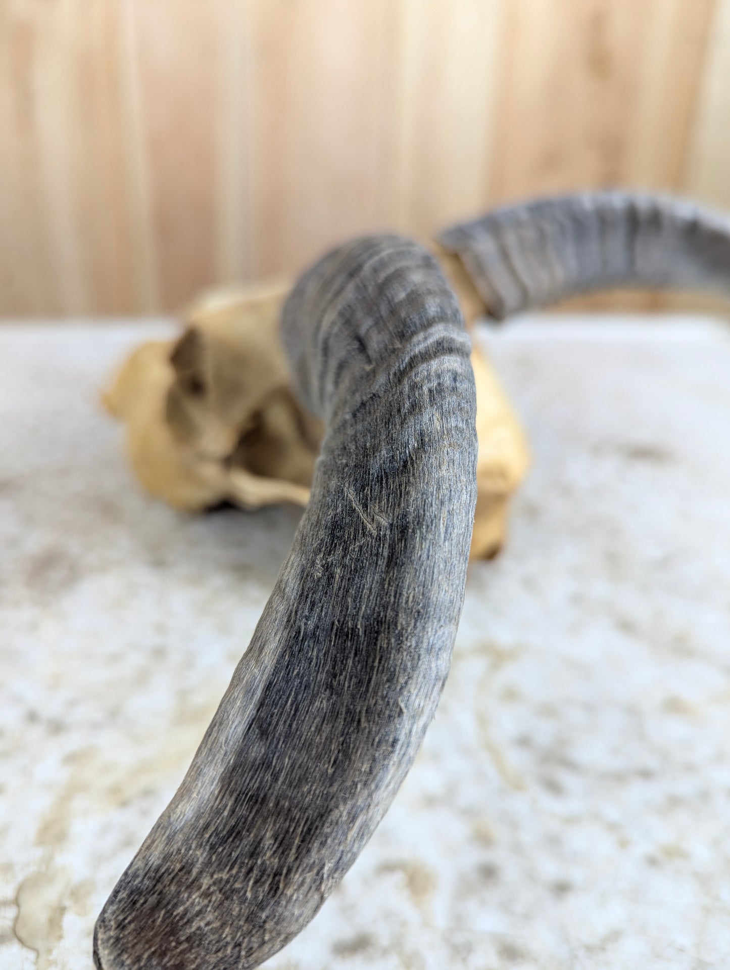 Icelandic Sheep Skull - view 4