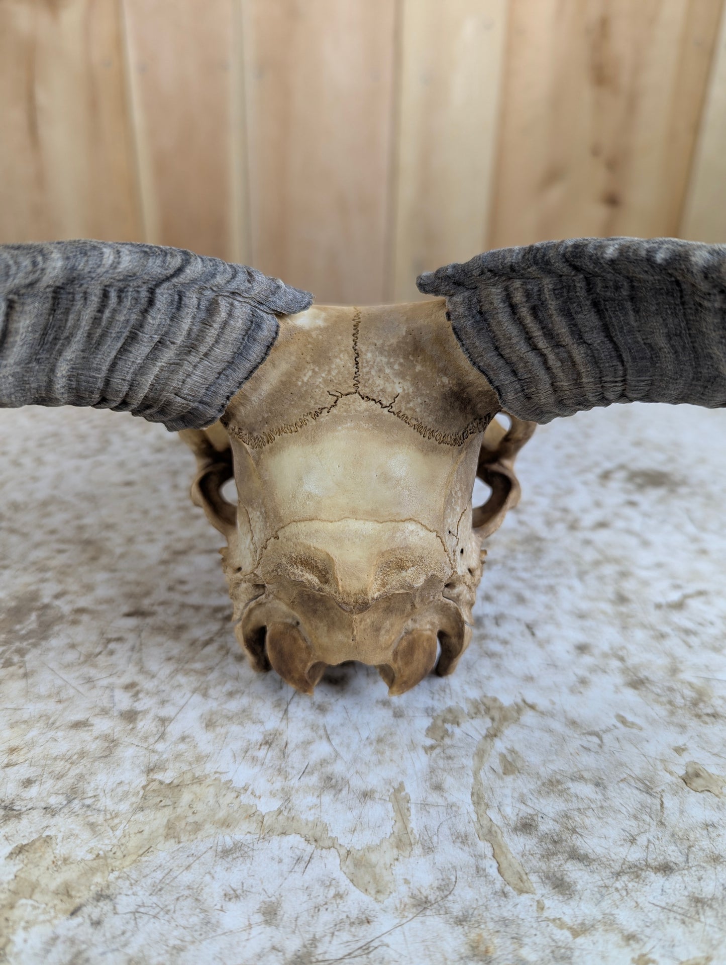 Icelandic Sheep Skull - view 6