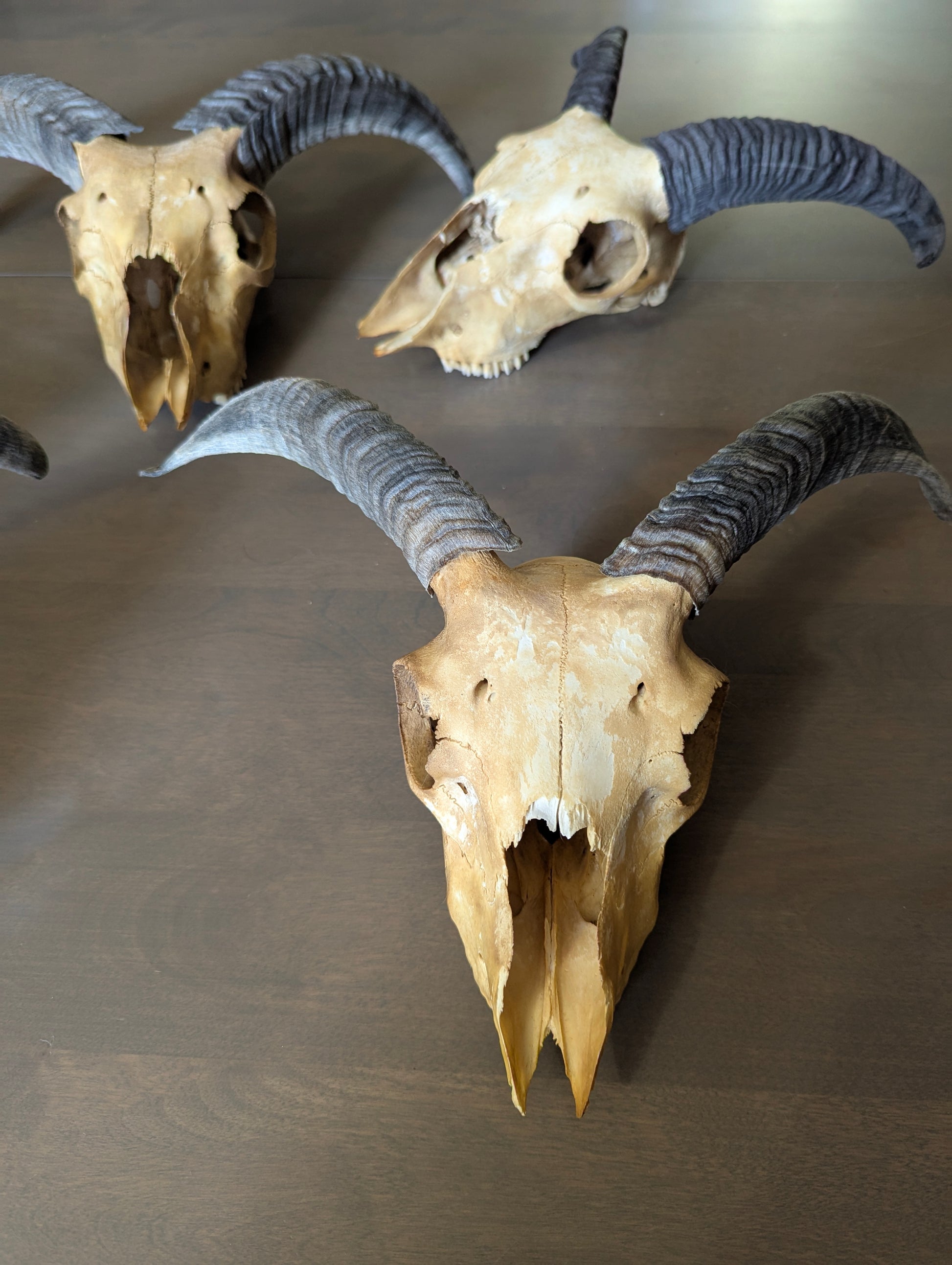 Icelandic Sheep Skull - view 7