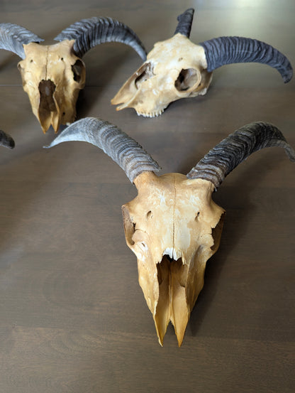 Icelandic Sheep Skull - view 7