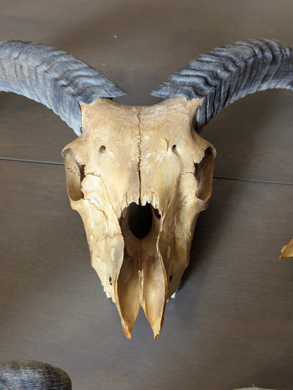 Icelandic Sheep Skull - view 8